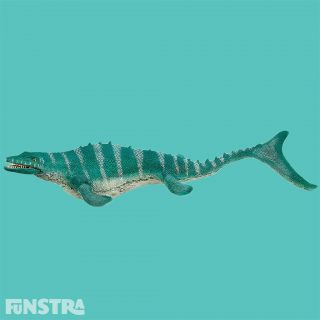 The Mosasaurus dinosaur was a large aquatic reptile that lived in the ocean during the Late Cretaceous period. The movable jaw of the Mosasaurus contains many pointy teeth. When hunting prey such as fish or turtles, the dinosaur opened its mouth very wide and bit down powerfully. The shape of its teeth means that it probably didn’t chew, and simply swallowed. As an adaptation to the habitat, its front and hind legs transformed into fins. It also had a fin on the end of its tail.