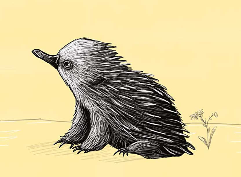 The Best Children’s Picture Books To Read with an Echidna Plushie