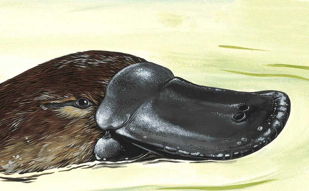 The Best Children’s Picture Books To Read with a Platypus Plushie